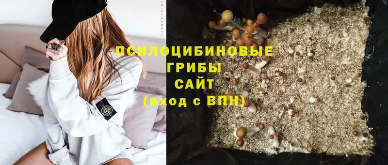 Псилоцибиновые грибы Psilocybine cubensis  Нарткала 