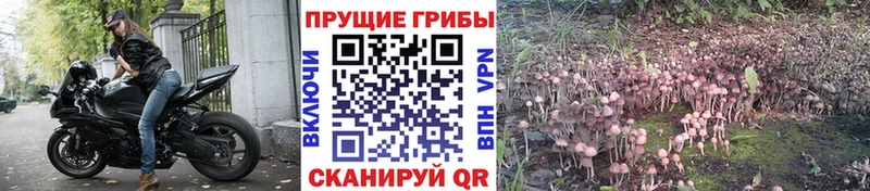Псилоцибиновые грибы мицелий ссылка на мегу вход Нарткала
